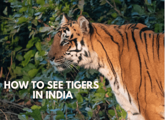 how to see tigers in India: Jim corbett national park